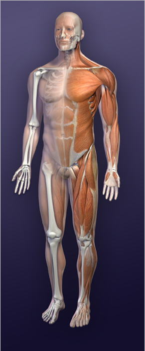 muscular system graphic